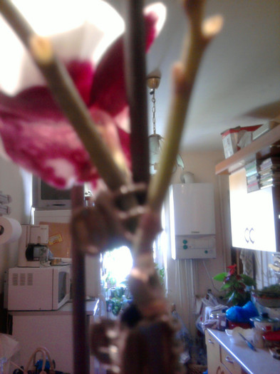 O tija florala e rupta