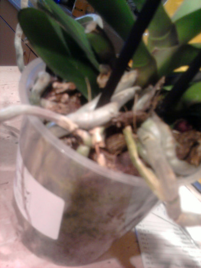 E sanatoasa si sunt 2 una langa alta - Ultimele achizitii