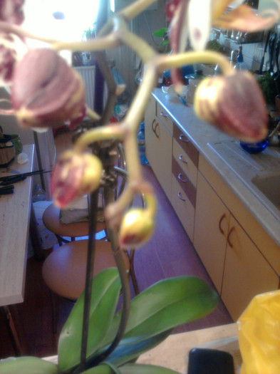 O bag si pe asta la "produs"