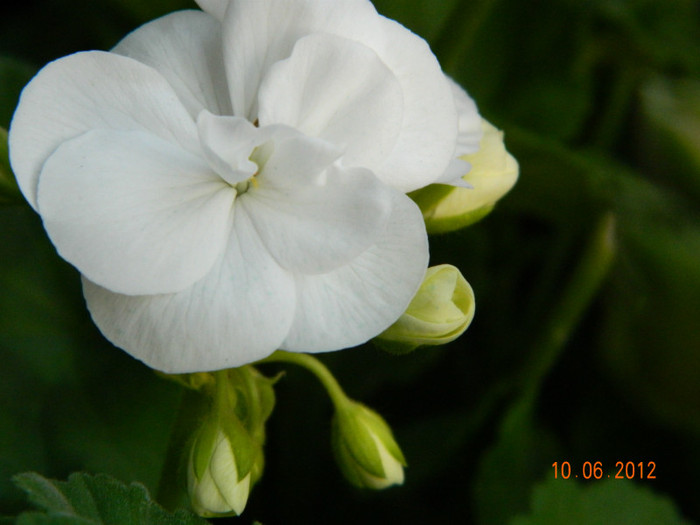 Muscata zonala alba, de la tata