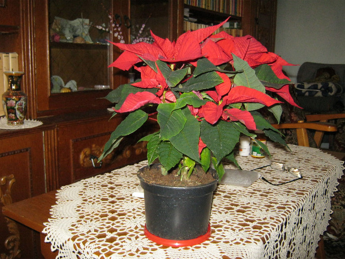 IMG_1649 - POINSETTIA_Steaua Craciunului