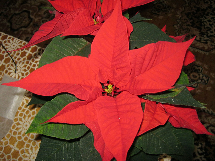 IMG_1651 - POINSETTIA_Steaua Craciunului