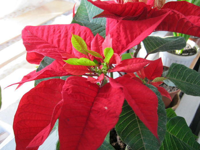 IMG_2006 - POINSETTIA_Steaua Craciunului