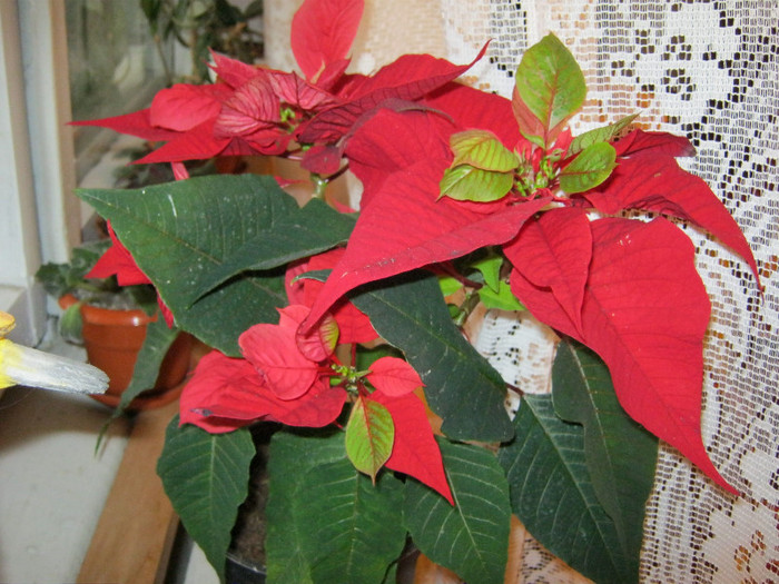 IMG_2098 - POINSETTIA_Steaua Craciunului