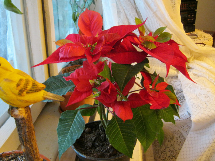 IMG_2099 - POINSETTIA_Steaua Craciunului