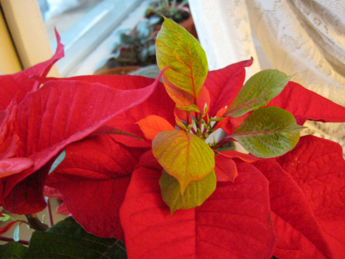 IMG_2100 - POINSETTIA_Steaua Craciunului