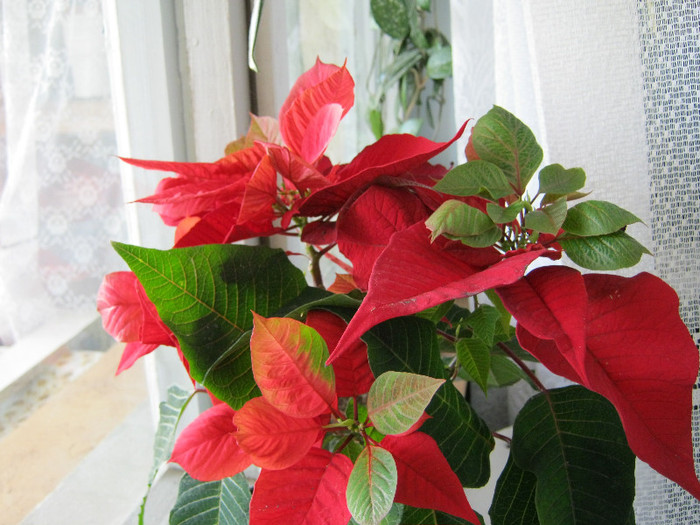 IMG_2205 - POINSETTIA_Steaua Craciunului