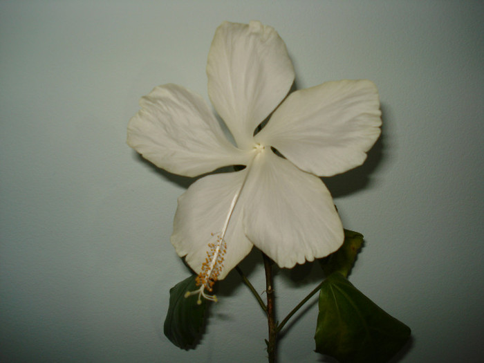 DSC03238 - HIBISCUS 2012