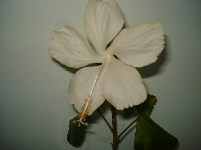 DSC03239 - HIBISCUS 2012