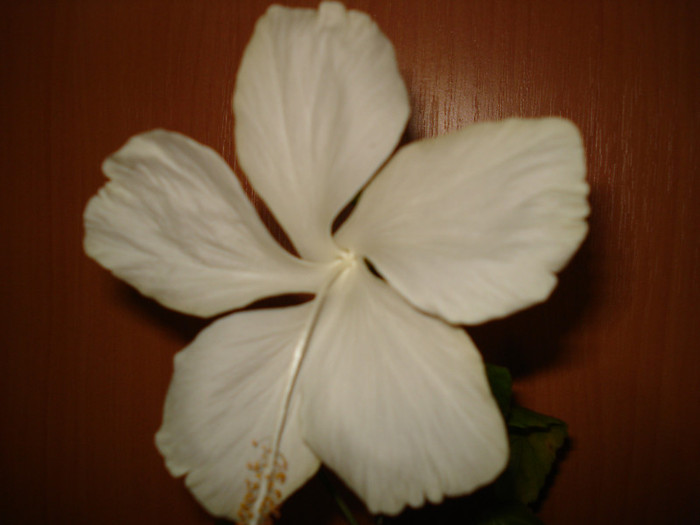 DSC03243 - HIBISCUS 2012