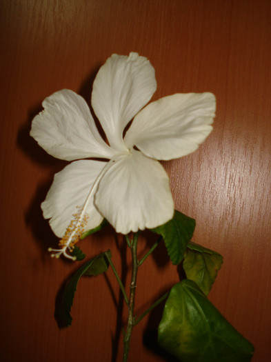 DSC03245 - HIBISCUS 2012