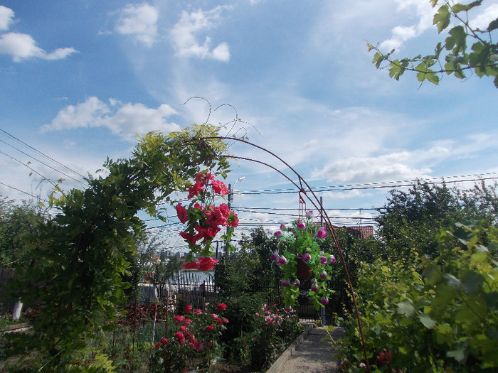 poze 232 - 33-FLORI DE GRADINA 2012
