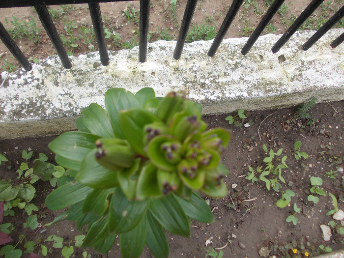 poze 030 - 33-FLORI DE GRADINA 2012