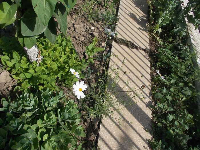 poze 229 - 33-FLORI DE GRADINA 2012