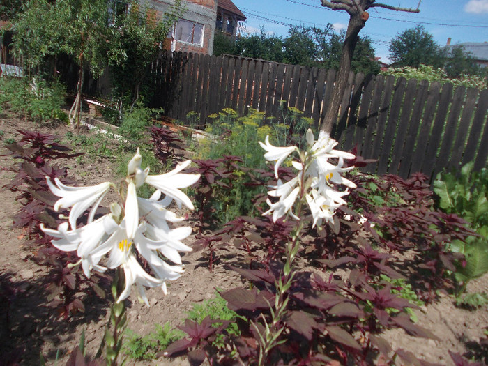 poze 230 - 33-FLORI DE GRADINA 2012