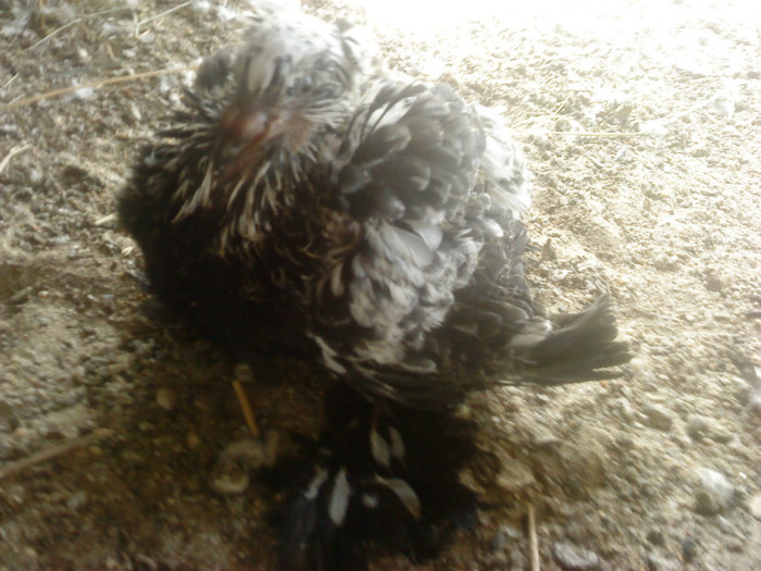 2012 - PUI 2012