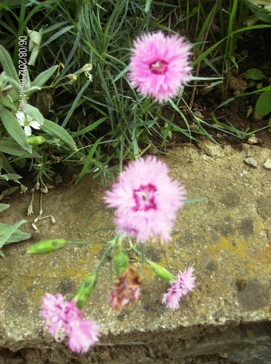 floriiunie 2012 061 - gradina iunie -iulie 2012