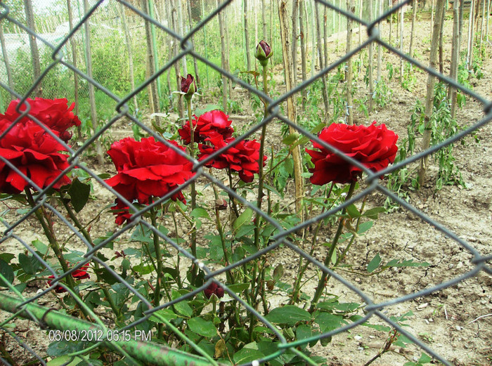 floriiunie 2012 063 - gradina iunie -iulie 2012