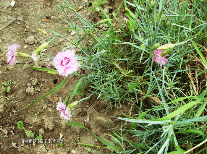 floriiunie 2012 103 - gradina iunie -iulie 2012