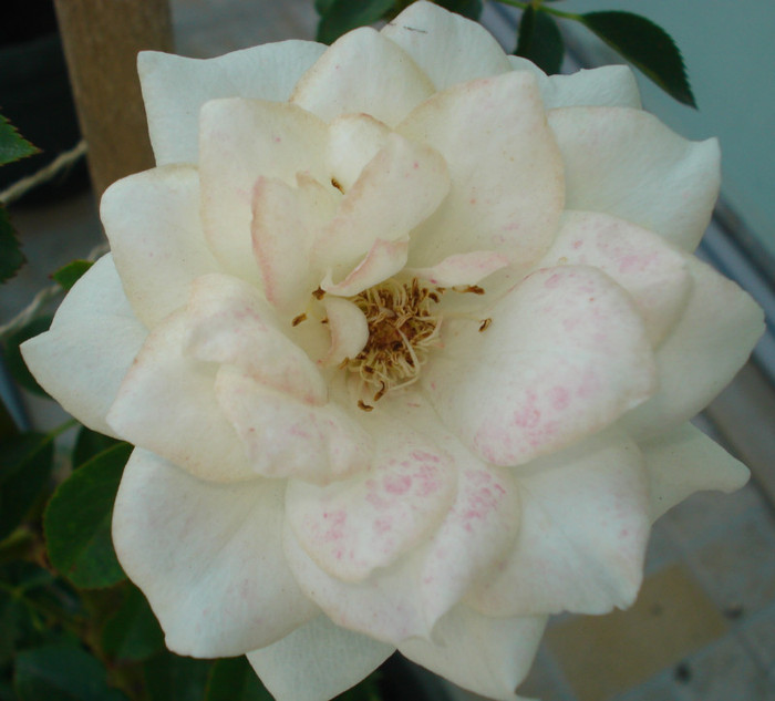 Helga - Iunie 2012 - Trandafiri