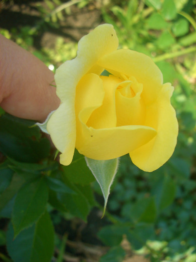 CIMG5559 - trandafiri 2012