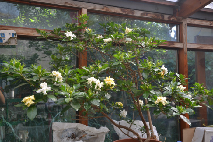 10.06.2012 - Gardenia - floare mijlocie altoita 16 ani-120 cm inaltime