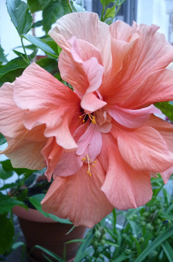 floarea este imensa - Rosa - Hibi - trandafir