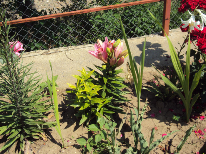 DSC00696 - CURTEA si gradina 2012