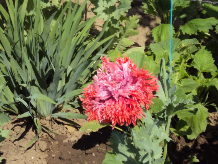 DSC00712 - CURTEA si gradina 2012