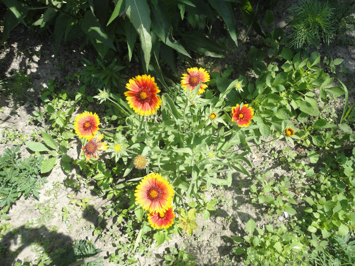 Gaillardia aristata Arizona Sun - Gradina  2012