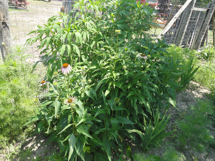 Echinacea de 1,2 m - Gradina  2012