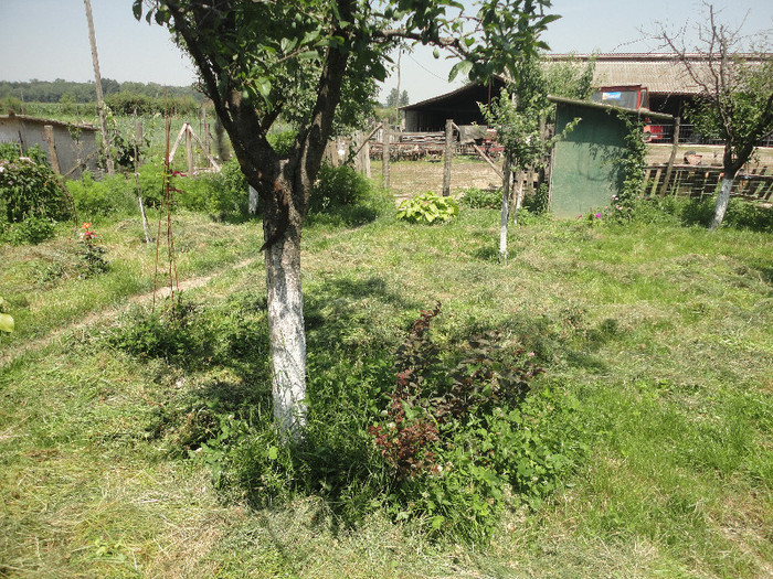 DSC05134 - Gradina  2012