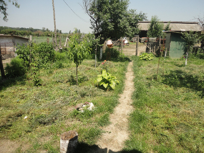 DSC05136 - Gradina  2012