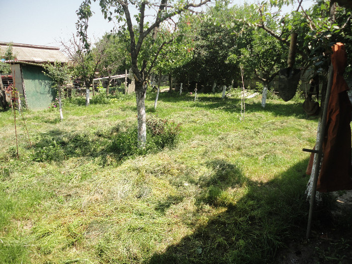 DSC05137 - Gradina  2012