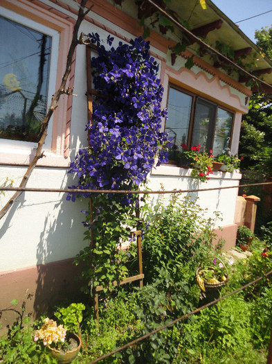 Clematita - Gradina  2012