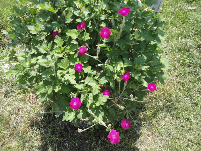 lychnis coronaria(barba imparatului) - Gradina  2012