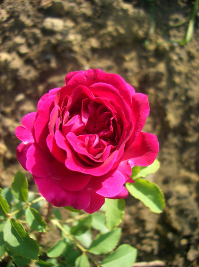 Munstead Wood • Ausbernard (Shrub.  English Rose Collection) - trandafiri 2012