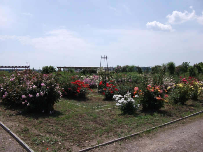 Picture 061 - Parcul cu trandafiri din Mandruloc