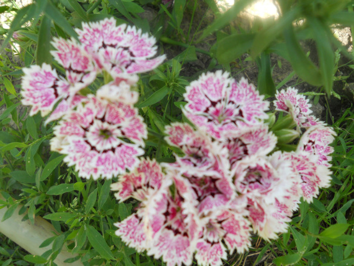 DSCN2735