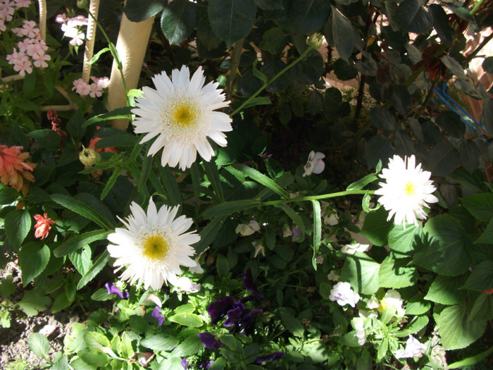 leucanthemum - Margarete