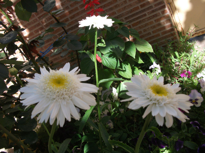 leucanthemum - Margarete