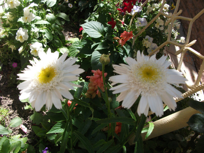 leucanthemum - Margarete