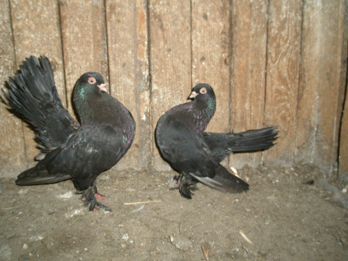 vand .rostowi 2011 - 01---- aici ----  VANZARI-CUMPARARI_pasari_porumbei