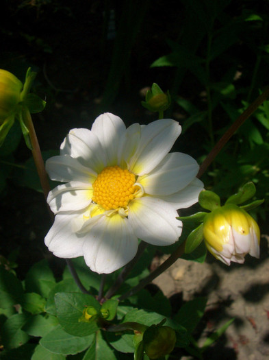 dahlia alba pitica - vara 2012