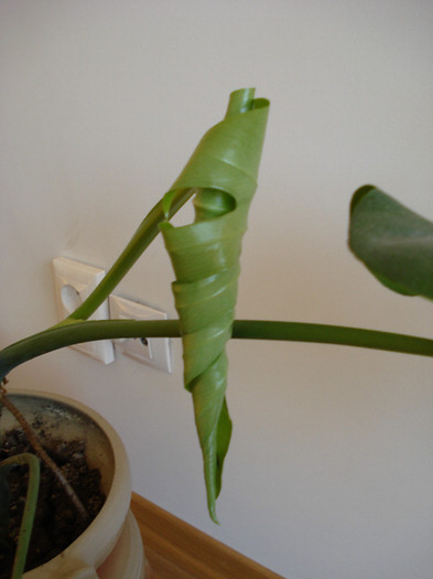 Monstera deliciosa (2008) - Monstera deliciosa