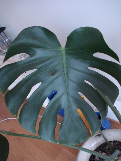 Fruit Salad Plant (2009, May 07) - Monstera deliciosa