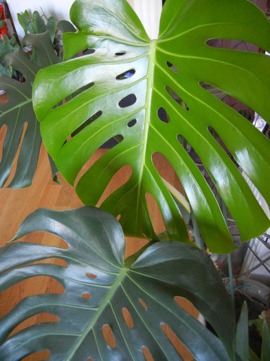 Monstera deliciosa (2011, August 29) - Monstera deliciosa