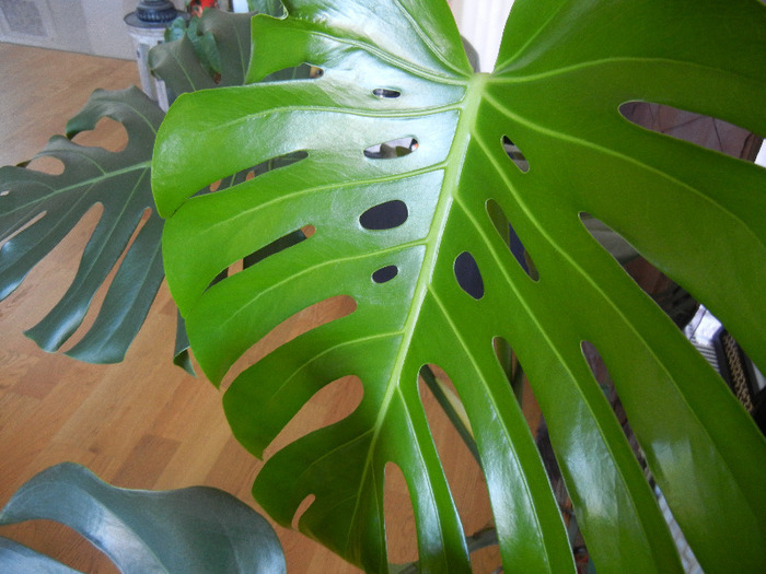 Monstera deliciosa (2011, August 29) - Monstera deliciosa