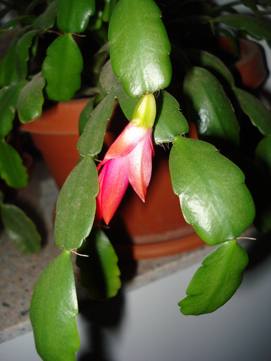 Pink Schlumbergera (2009, March 18)