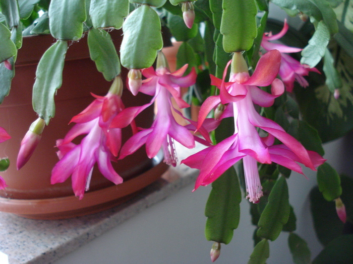 Pink Schlumbergera (2009, December 18) - Schlumbergera Pink